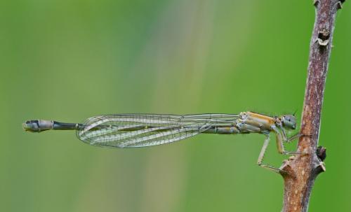 Ischnura elegans